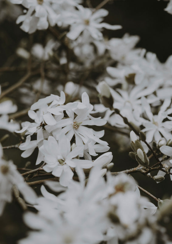 Close-up of white star-shaped magnolia blossoms on dark branches with a blurred background