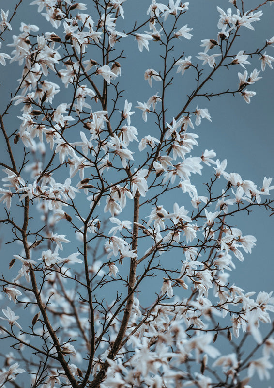 White blossoms on bare branches against a muted blue-grey sky