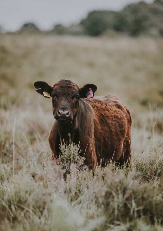 Brown calf with ear tags standing in a grassy field, tan and sage tones, soft focus background.