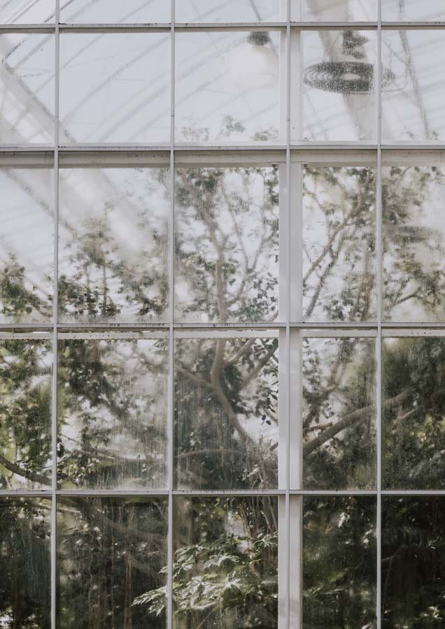 Grid of greenhouse glass panels with weathered surfaces and blurred foliage visible behind.