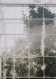 White-paned greenhouse window with fogged glass revealing dense green foliage behind