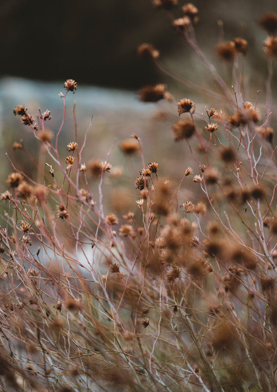 Close-up of dried grass stems with rust-brown seed heads against a blurred background