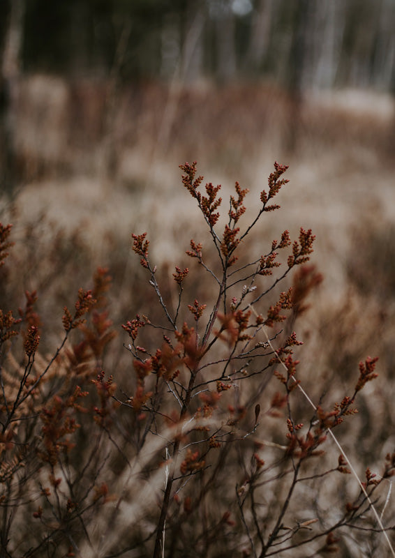 Close-up of rust-coloured budding branches against a blurred tan grassland background