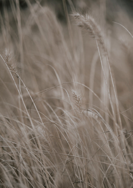 Close-up of dried grass with feathery seed heads in taupe and cream tones, blurred background.