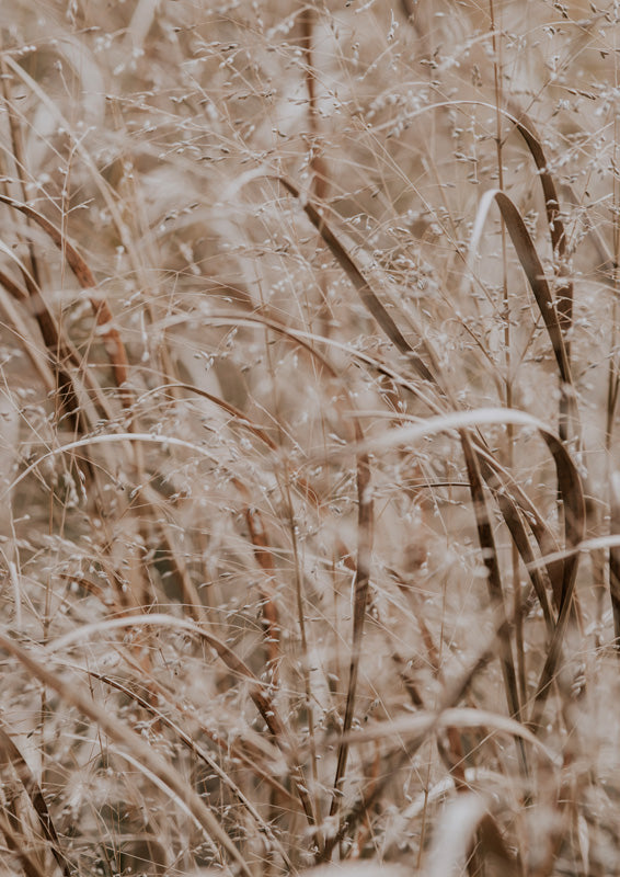 Close-up of dried grass with taupe and cream tones in soft focus