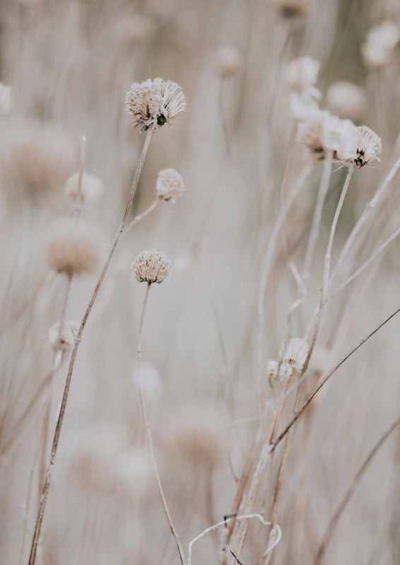 Close-up of dried seed heads and grass stems in taupe and cream tones with blurred background