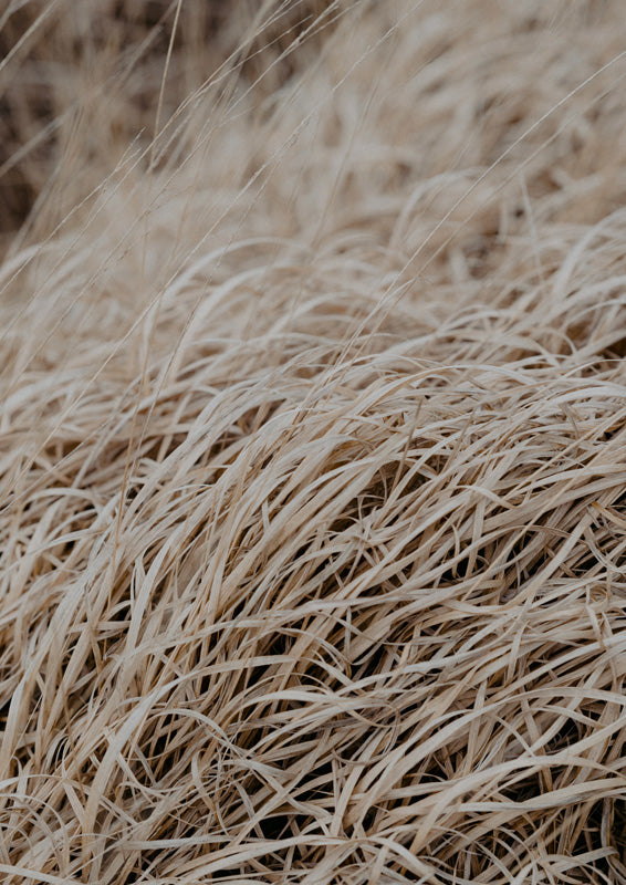 Close-up photograph of dried taupe grass blades folding across the frame