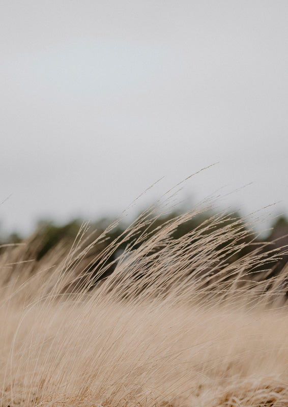 Wind-blown dune grass in tan and taupe tones against a pale grey sky with a blurred treeline