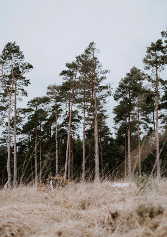 Tall pine trees against a pale sky with dry tan grass in the foreground