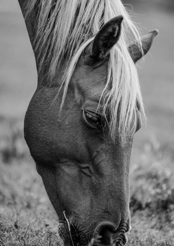 Black and white close-up photo of a horse grazing with mane falling over its face