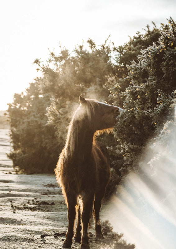 Brown horse standing beside a sage-green hedge in golden backlit sunlight