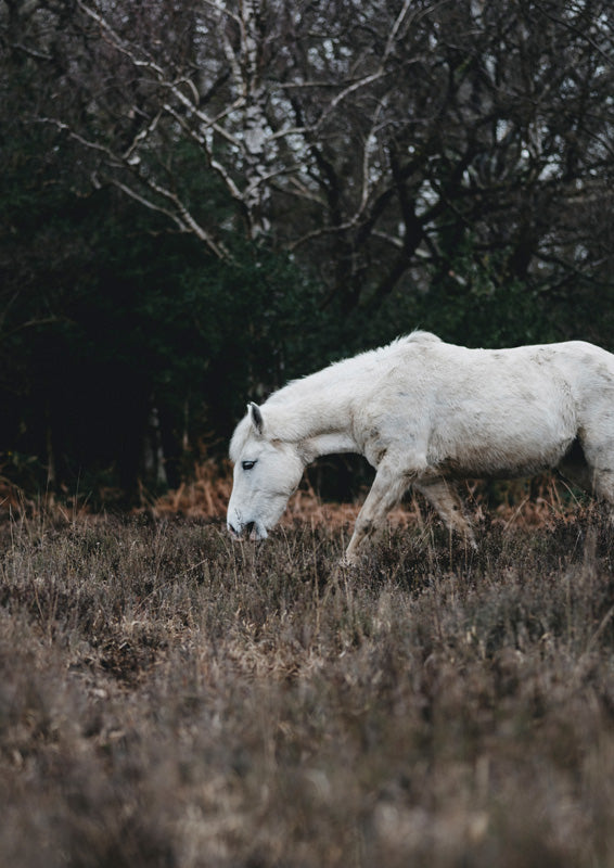 White horse grazing in a dry field with dark trees in the background