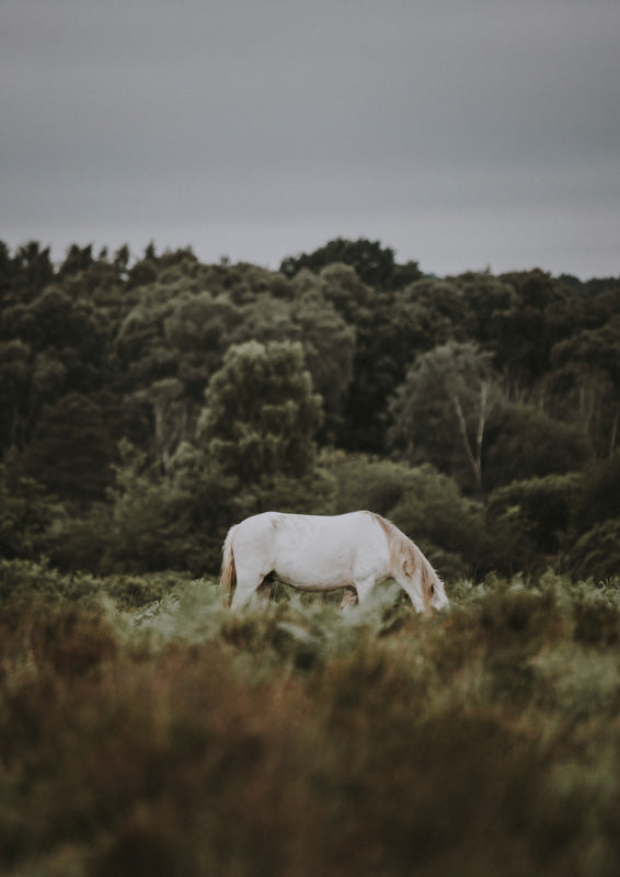 White horse grazing in a grassy field with forest and overcast sky behind