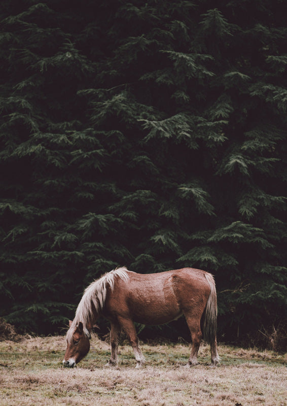 Chestnut horse grazing in a grassy field with dense dark green conifer trees behind it