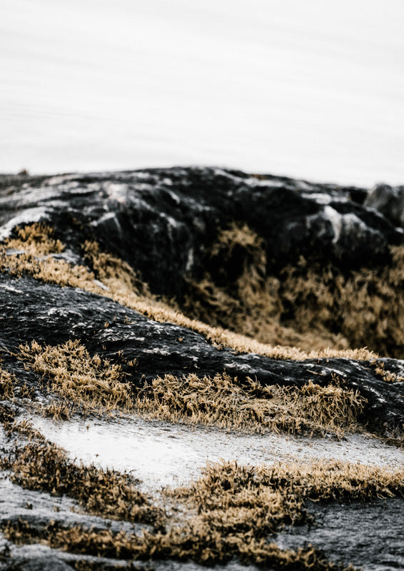 Close-up of dark rock covered in golden moss beside blurred grey water