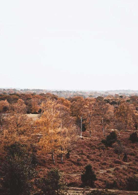 Aerial view of an autumn forest with rust and orange foliage and scattered birch trees
