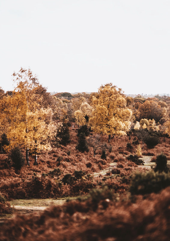 Autumn landscape photograph with golden trees and rust-coloured undergrowth under a pale sky