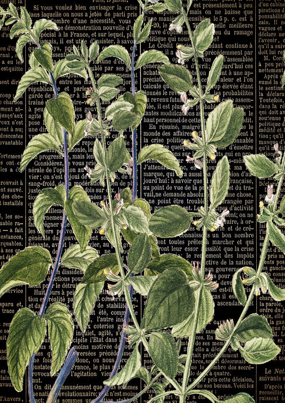 Botanical Newspaper 2
