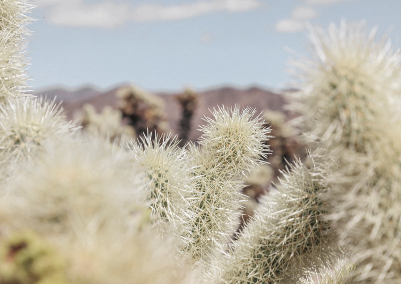 Close-up of pale spiky cholla cactus with blurred desert mountains and blue sky behind