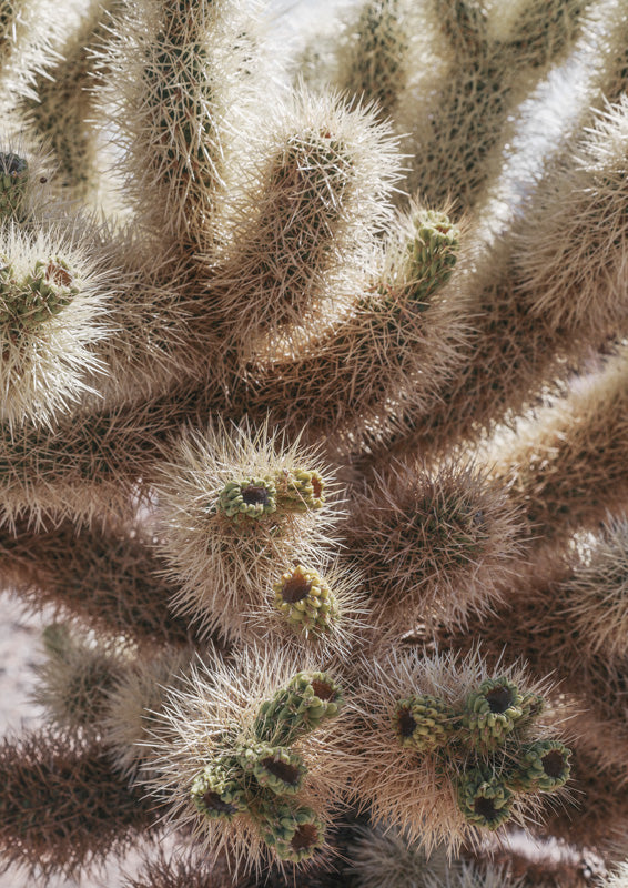 Close-up of a cholla cactus with dense pale spines and small green buds with rust-toned tips.