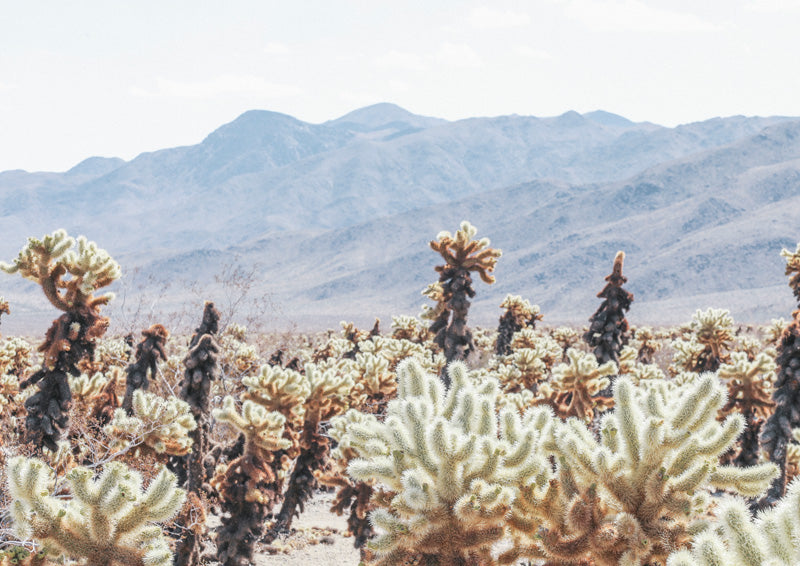 Cholla cactus field with hazy mountain range in the background under a pale desert sky