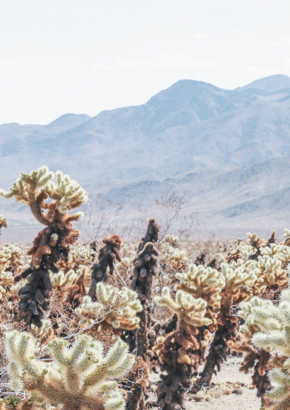 Photograph of cholla cacti in a desert landscape with mountains in the background under pale sky.