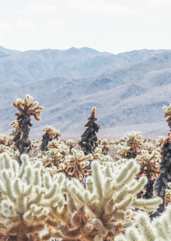 Cholla cactus cluster in the foreground with hazy desert mountains in the background