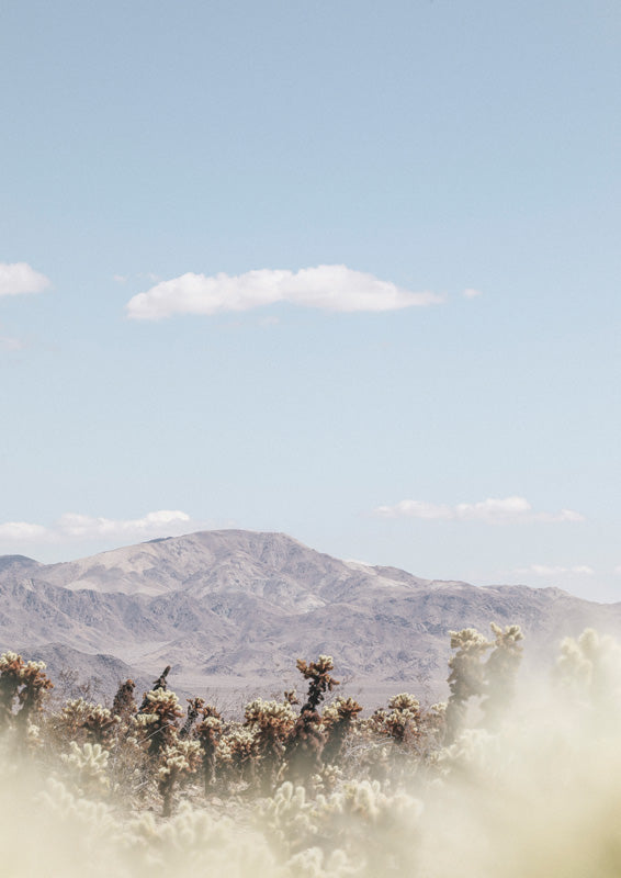 Desert landscape photo with cholla cactus, mountains and pale blue sky