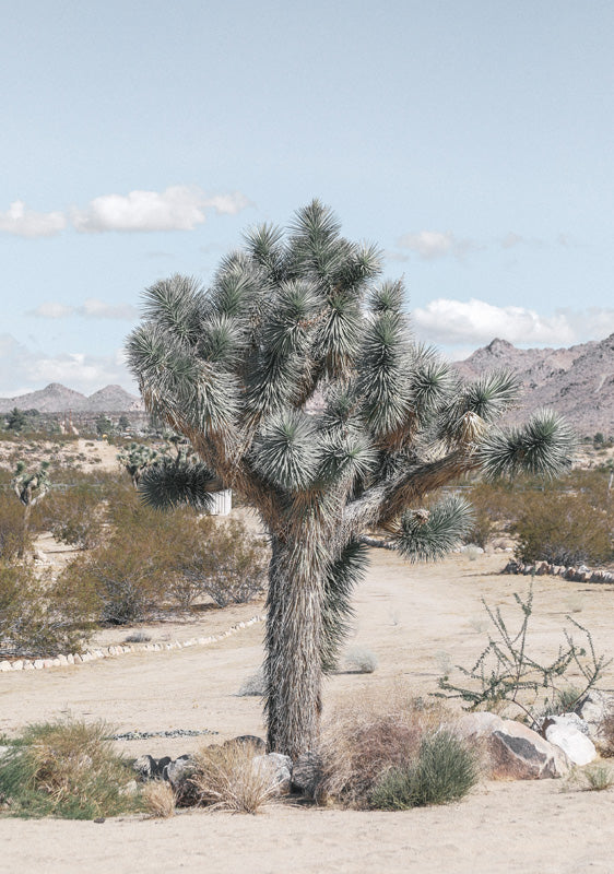 Photograph of a Joshua tree in a desert landscape with mountains and sky
