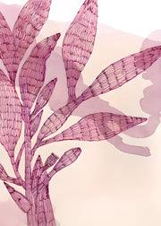Wild Fuchsia