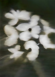 White Bloom