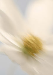 White Blossom
