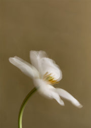 Tulip Light