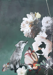 Grey fox looking up at large cream and pink peonies against a sage green background