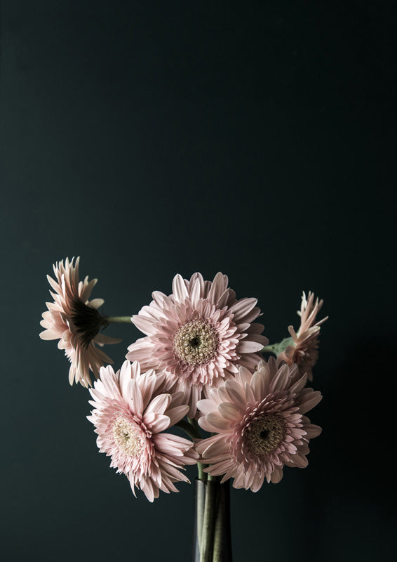 Pink gerbera daisies in a vase against a dark teal background