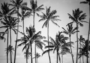 Black and white photo of tall palm trees silhouetted against a pale, cloudy sky