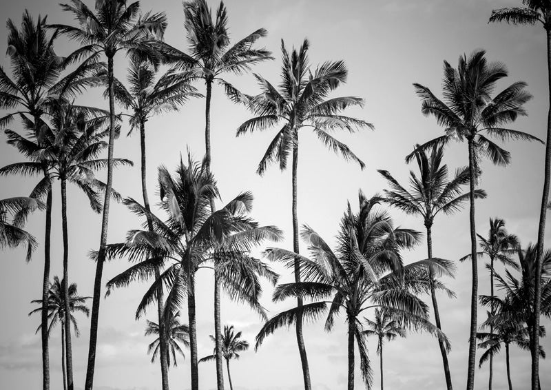 Black and white photo of tall palm trees silhouetted against a pale, cloudy sky