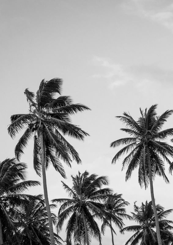 Palms In Grey