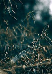 Macro shot of dried grass and curled tendrils against a dark teal blurred background