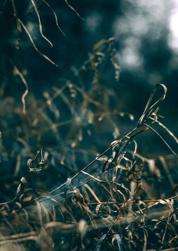 Macro shot of dried grass and curled tendrils against a dark teal blurred background