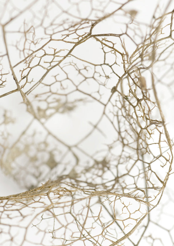 Leaf Skeleton