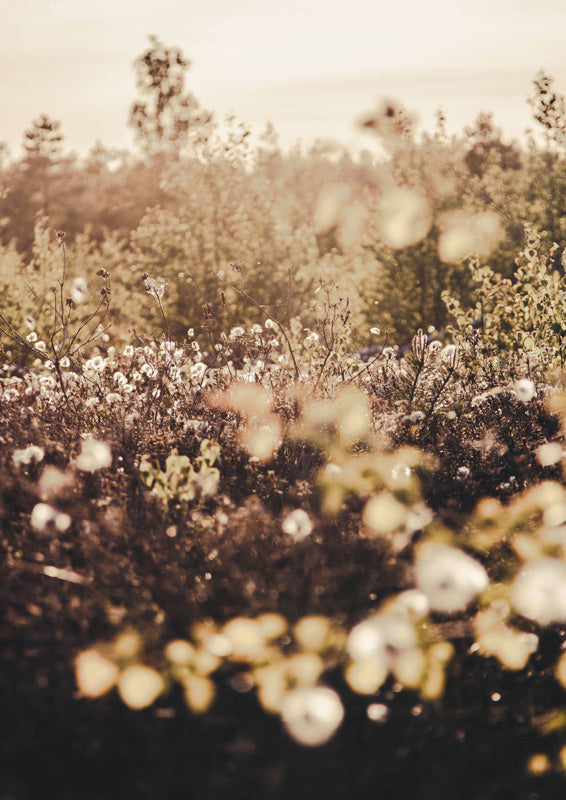 Golden hour meadow with backlit wildflower seed heads and soft bokeh blur