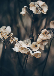 Close-up photograph of dried hydrangea petals against a dark blurred background
