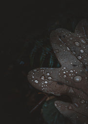 Close-up photograph of a wet oak leaf covered in water droplets against a dark background