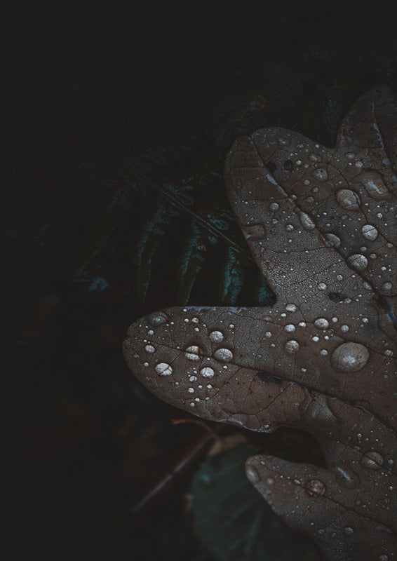 Close-up photograph of a wet oak leaf covered in water droplets against a dark background