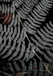 Close-up of fern fronds in silvery grey against a dark background with rust-toned leaves