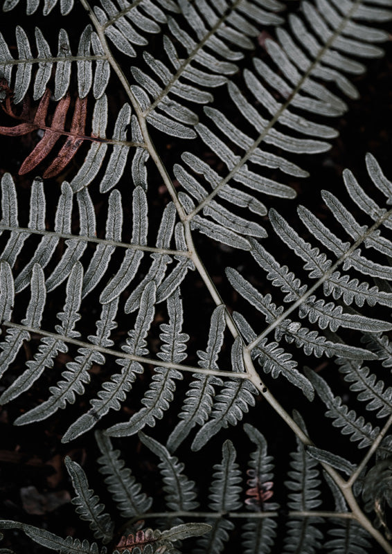 Close-up of fern fronds in silvery grey against a dark background with rust-toned leaves