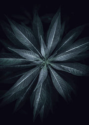 Top-down macro shot of a star-shaped leaf cluster in dark green tones against black