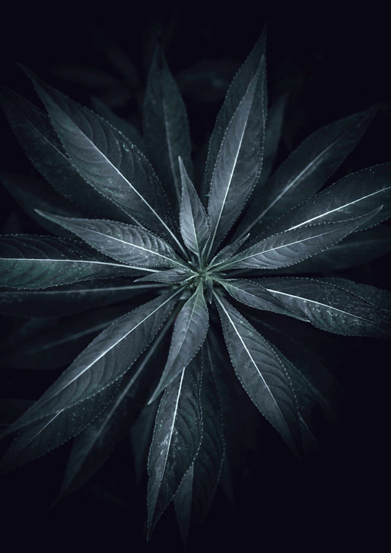 Top-down macro shot of a star-shaped leaf cluster in dark green tones against black