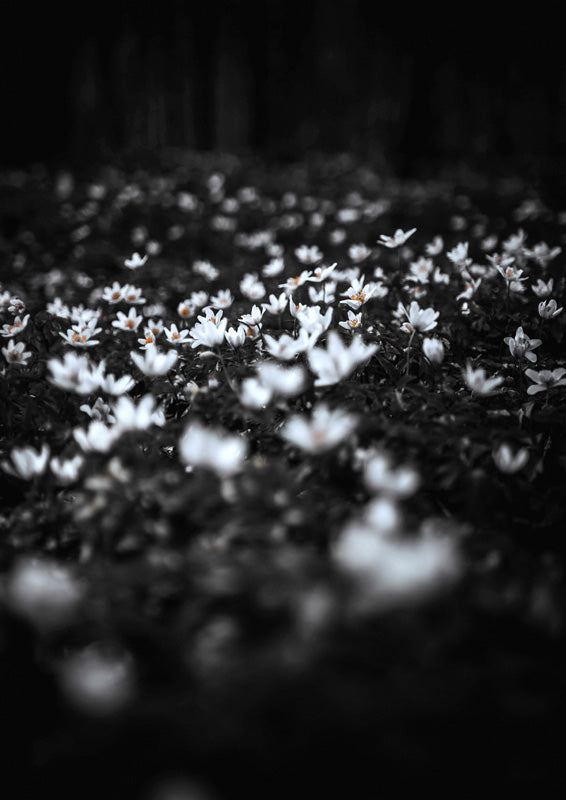 Windflowers